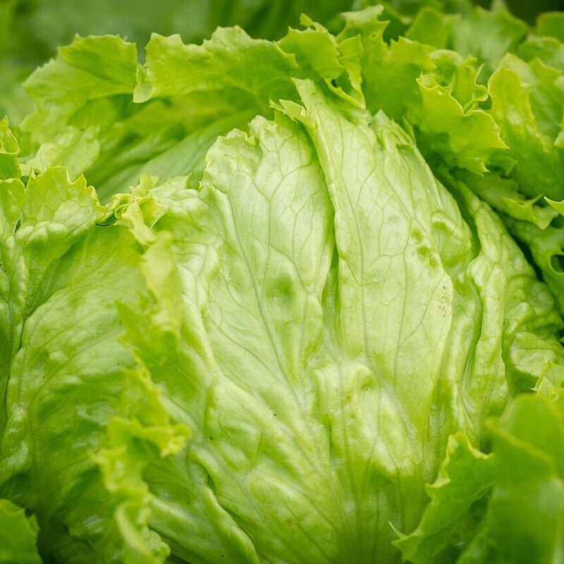 Fresh iceberg lettuce and salad greens linked to 2026 cyclospora outbreak investigation