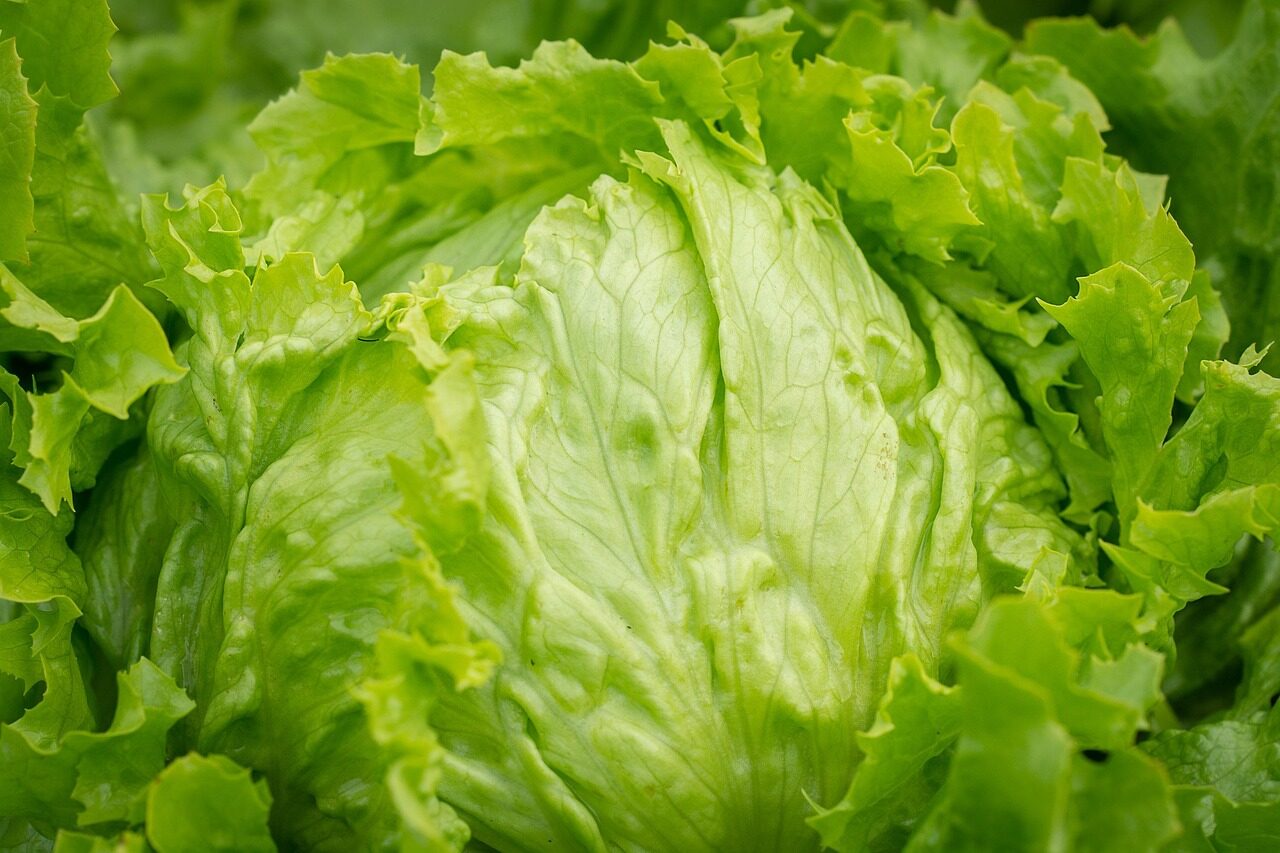 Fresh iceberg lettuce and salad greens linked to 2026 cyclospora outbreak investigation